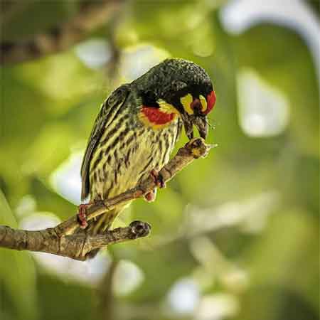 دانلود آهنگ دختر مو طلایی علی شهر آبادی